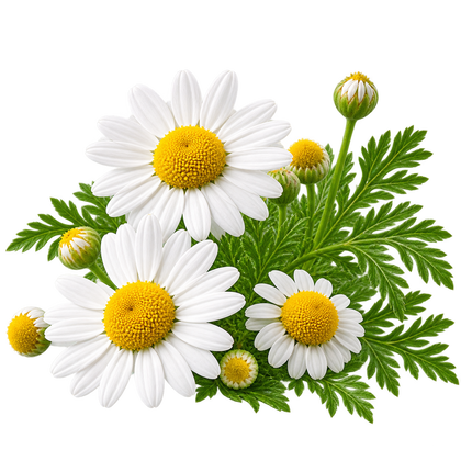 Chamomile Extract